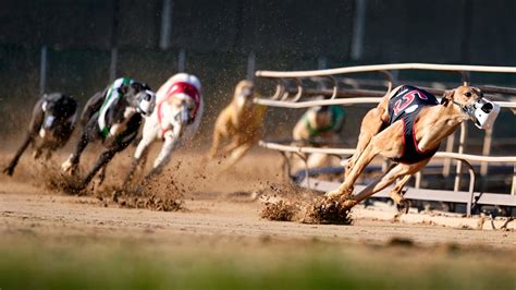 greyhound racing commentary|Home .